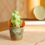 Fukuro Cactus | teacup