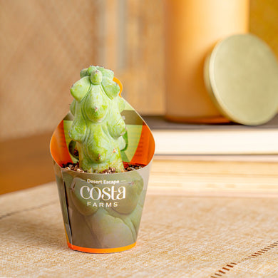 Fukuro Cactus | teacup – Costa Farms