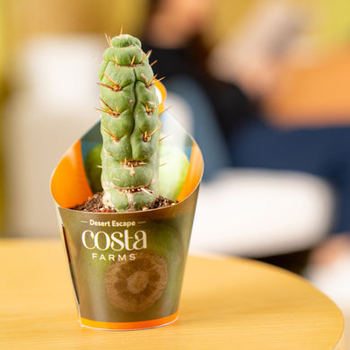 Spiral Unicorn Cactus