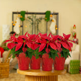 Poinsettia | small