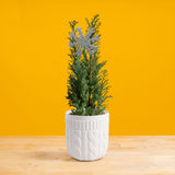 Ellwoodii | small