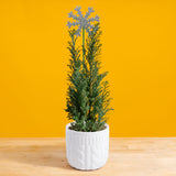 Ellwoodii | small