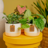 Exotic Angel Clean Air Three Pack | small