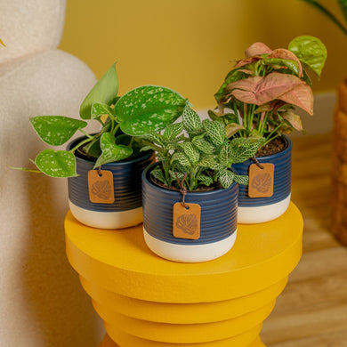 Exotic Angel Clean Air Three Pack | small – Costa Farms