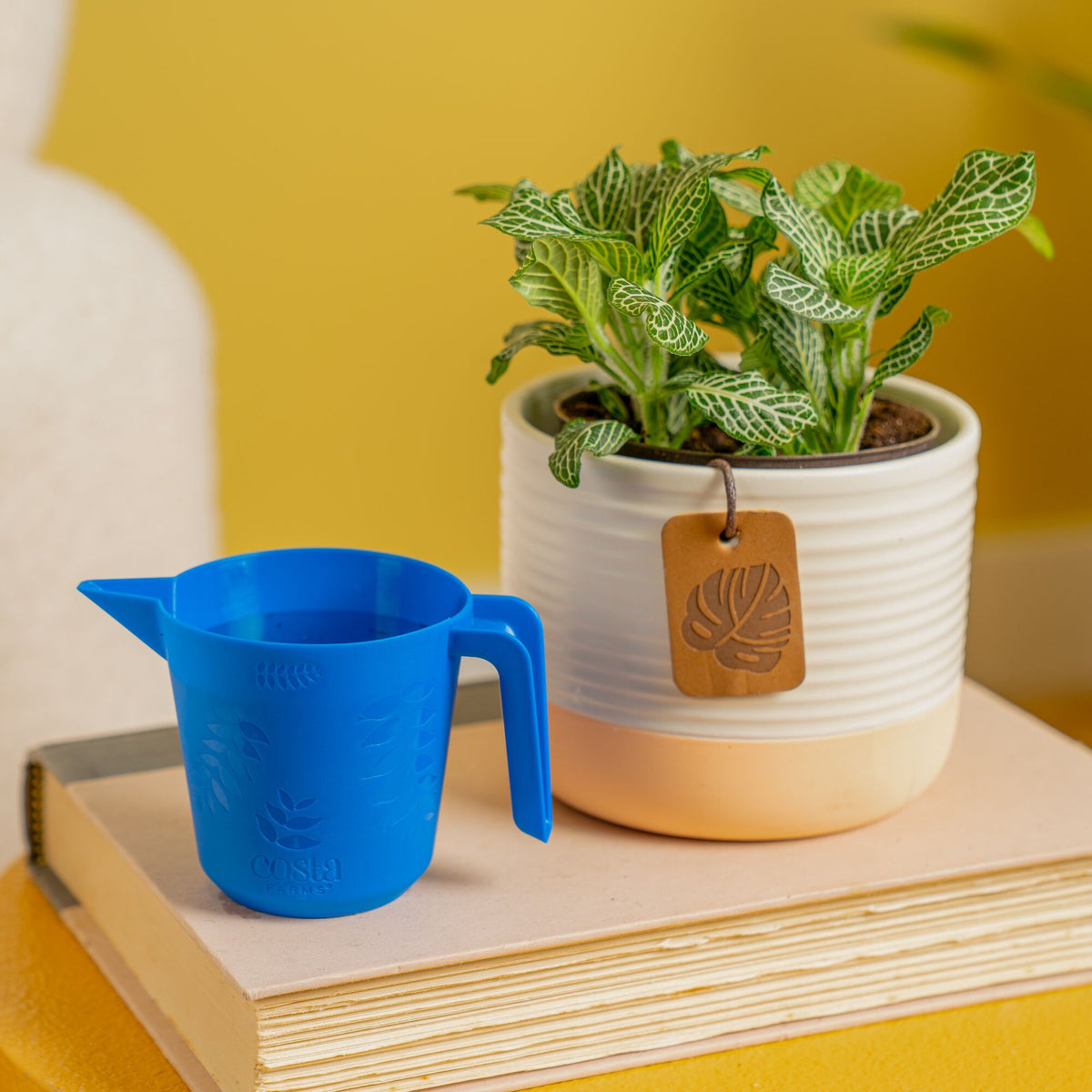Plants for small spaces