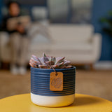 Graptoveria Debbi Succulent | small