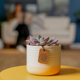 Graptoveria Debbi Succulent | small