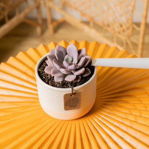 A Graptoveria Debi succulent sits on a bright orange coffee table. The petals are a beautiful light purple color. A white watering can spout extends out to water the soil lightly. 