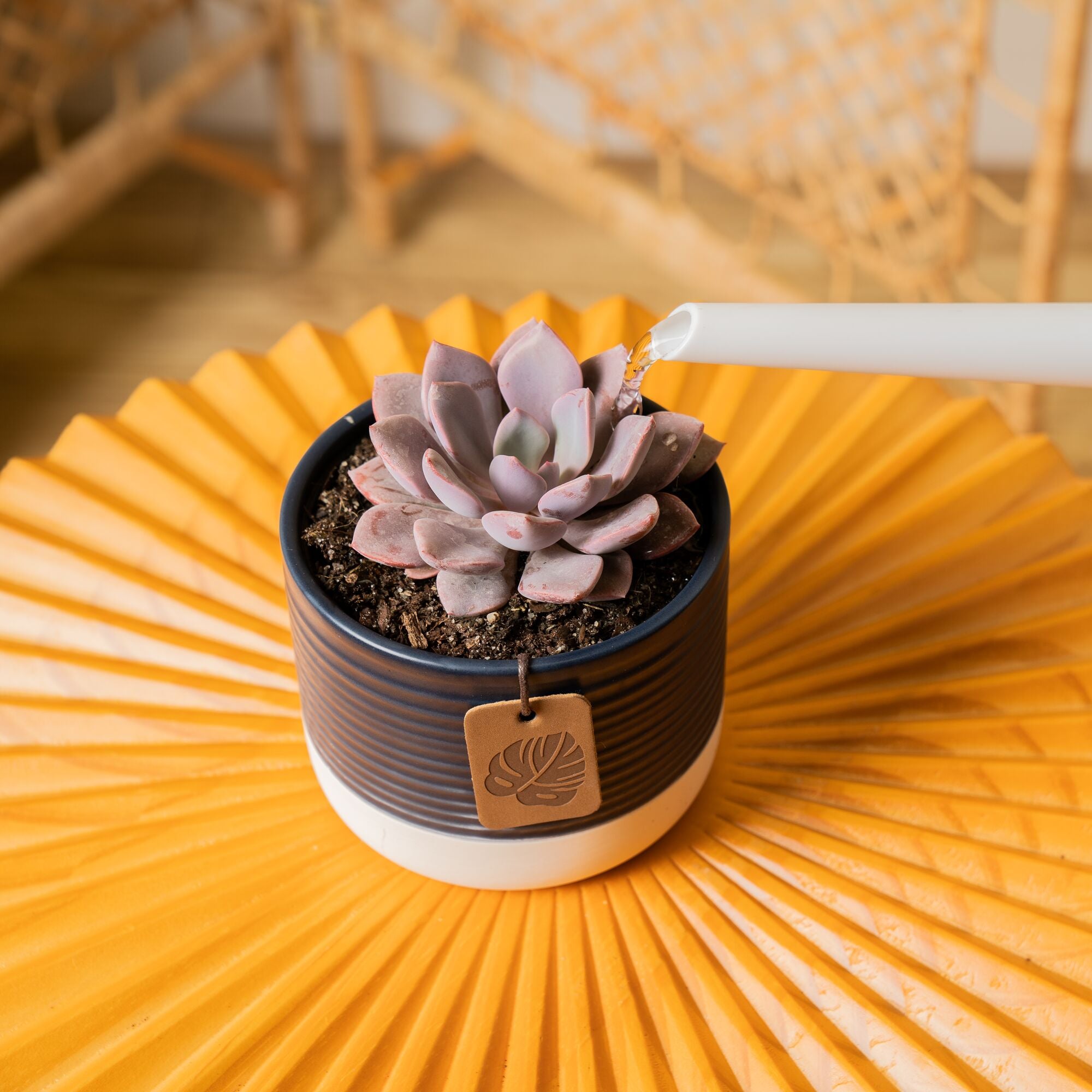 A Graptoveria Debi succulent sits on a bright orange coffee table. The petals are a beautiful light purple color. A white watering can spout extends out to water the soil lightly. 