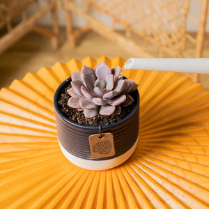 A Graptoveria Debi succulent sits on a bright orange coffee table. The petals are a beautiful light purple color. A white watering can spout extends out to water the soil lightly. 