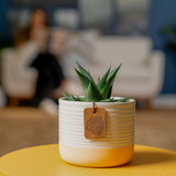 Haworthia Pumila Succulent | small