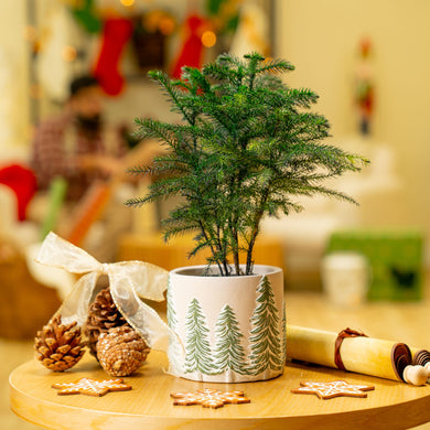 house plants that look like christmas trees Norfolk Island Pine