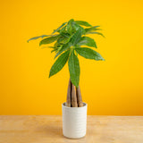 Money Tree | medium