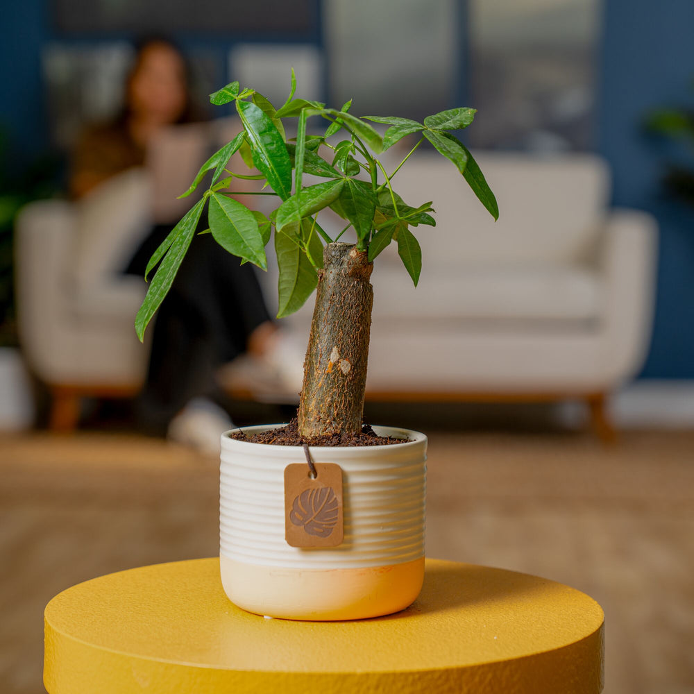 Mini Money Tree | small – Costa Farms