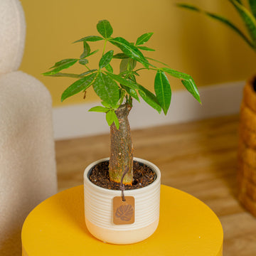 money tree bot Mini Money Tree