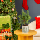 Stone Pine | small