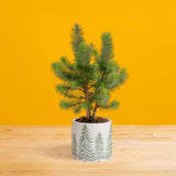 Stone Pine | small