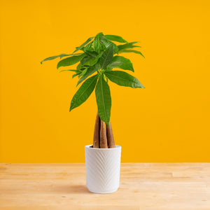 Money Tree | medium