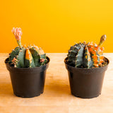 Variegated Moon Cactus | small