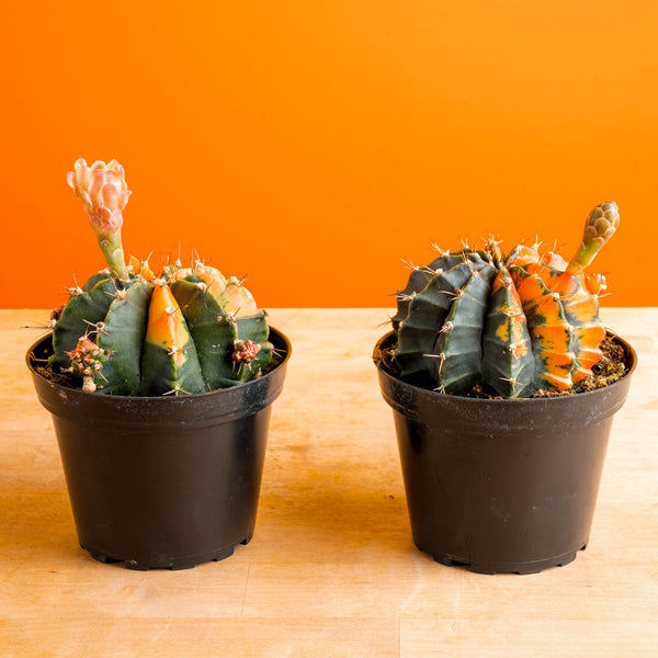 Variegated Moon Cactus | small  Costa Farms