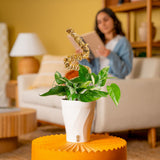 Albo Pothos | medium