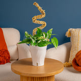 Albo Pothos | medium