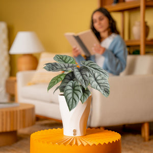 Costa Farms Alocasia - Thumbnail 3