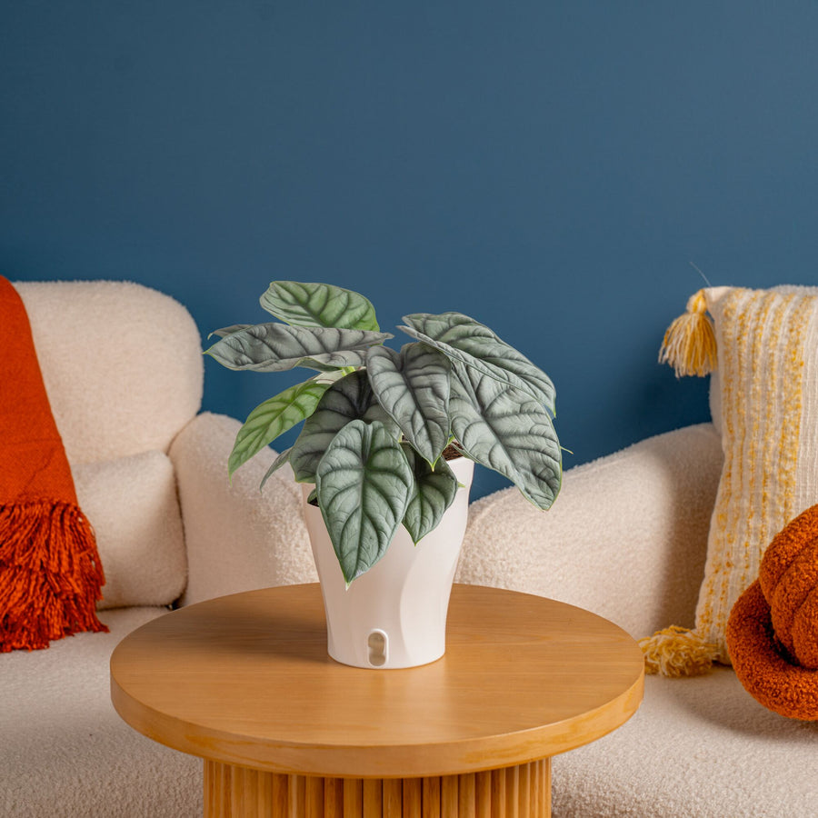 Alocasia Silver Dragon | medium