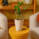 Monstera Burle Marx Flame | medium