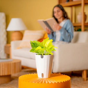 Costa Farms Epipremnum Champs Élysées - Thumbnail 4