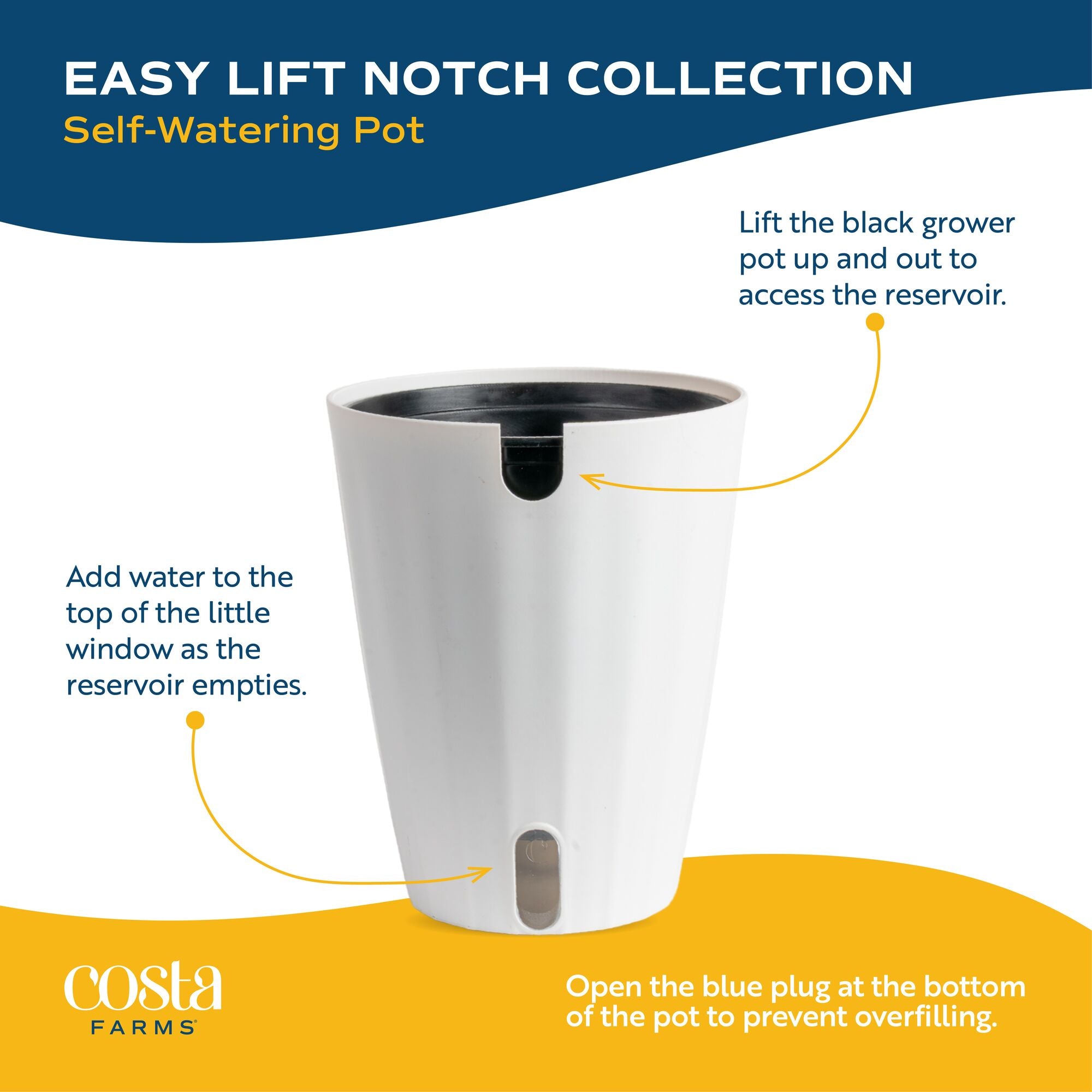 Lemon Meringue | medium