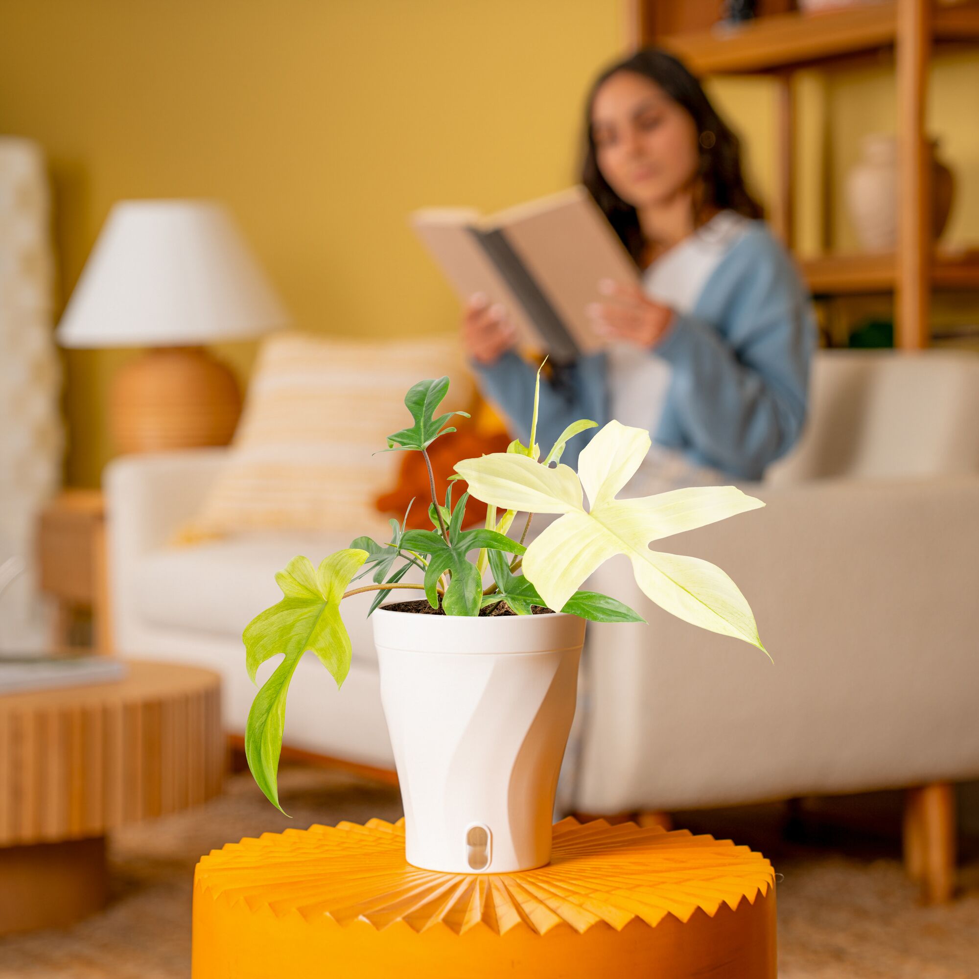 Philodendron Florida Ghost | medium