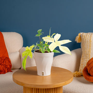 Philodendron Florida Ghost