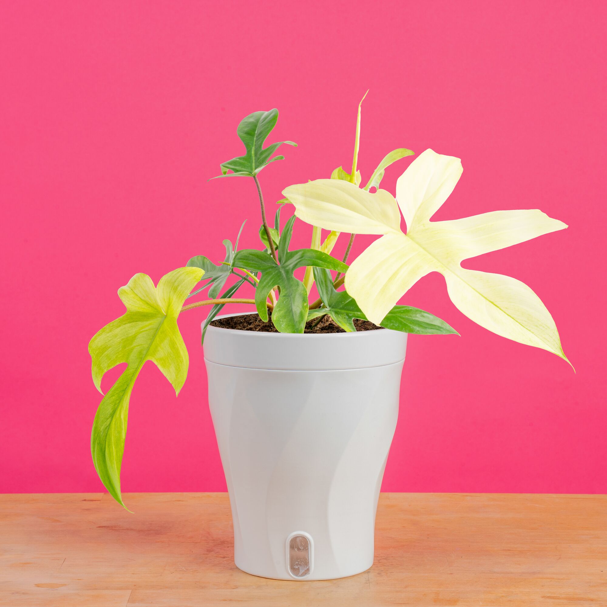 Philodendron Florida Ghost | medium
