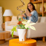 Philodendron Florida Ghost | medium