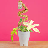 Philodendron Florida Ghost | medium