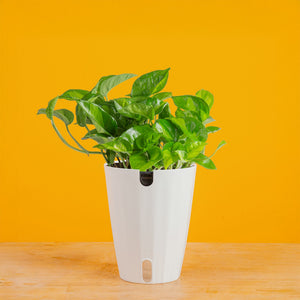 pothos amazon Global Green Pothos