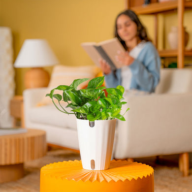global green pothos costa farms Global Green Pothos