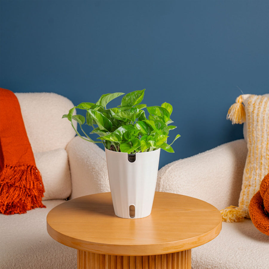 Global Green Pothos | medium