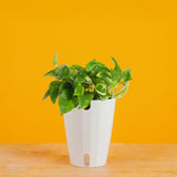 meringue pothos Lemon Meringue
