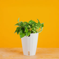 An Albo Pothos plant in a 6in diameter white self-watering container sits on a light wooden table with a bright pink backdrop. The leaves are pointed and vine downwards with green and white variegated foliage. 