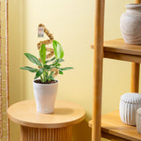 Monstera Cobra | medium