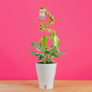 Costa Farms 12 inch Monstera Cobra Live House Plants in 5 inch Self-Watering Pot, Size: Medium, Green