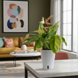 Monstera Mayuna Variegata | medium