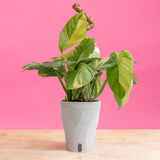 Monstera Mayuna Variegata | medium
