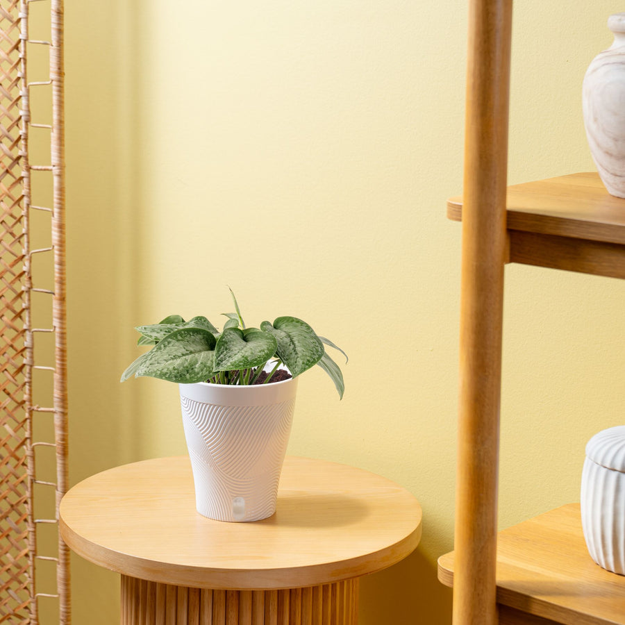 Scindapsus Mount Salak | medium