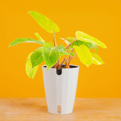 Alocasia Silver Dragon | medium