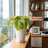 Philodendron Gloriosum Tinker Bell | medium