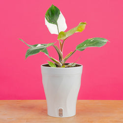 A medium 6in Raven ZZ plant sits on a light wooden table with a bright pink backdrop. The plant has amazing dark green & black foliage. It is in a white self-watering decor container. 