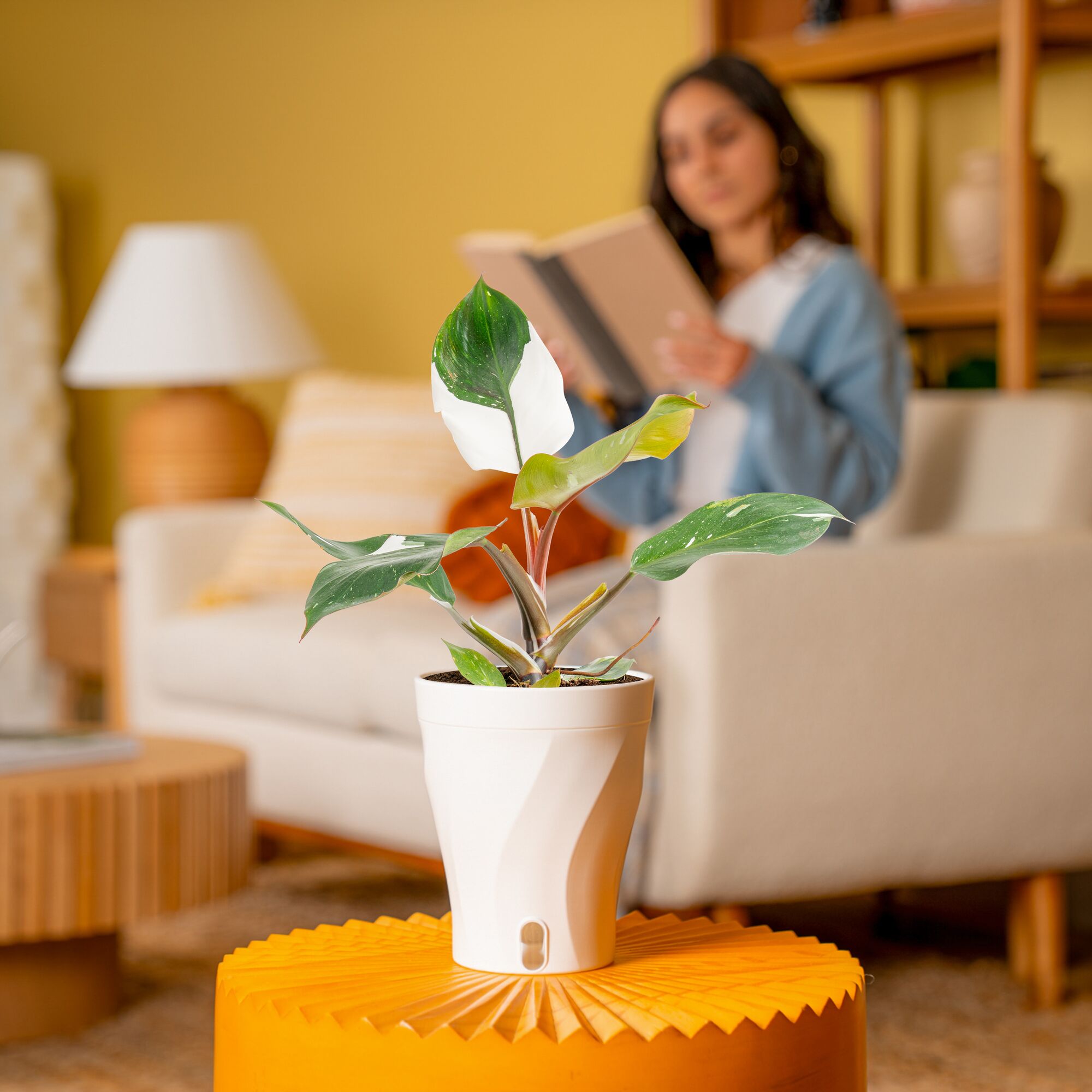 White Knight Philodendron | medium